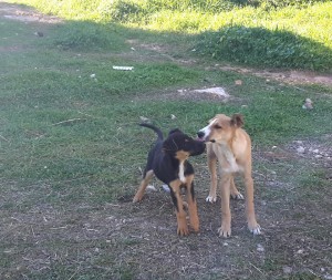 puppiesvari2