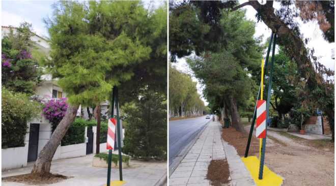 Βουλιαγμένη: Υποστύλωση δέντρων για να μην κοπούν